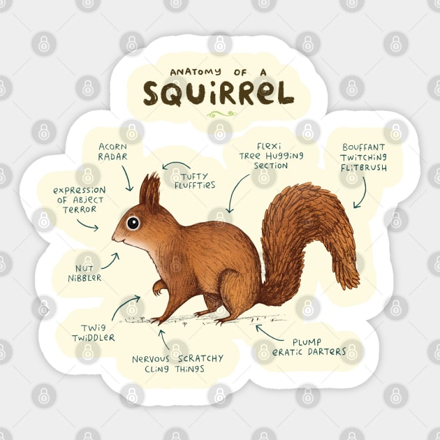 Anatomy of a Squirrel Sticker by Sophie Corrigan